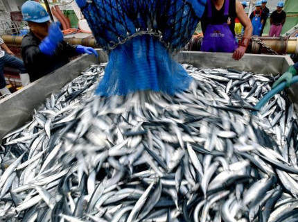 日本人の「魚離れ」が深刻 魚消費量、20年で半減 そうだ「スナック」にして消費拡大を狙おう!