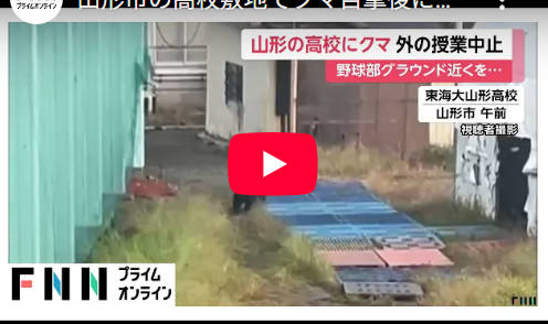 【動画】山形高校の体育館、クマさんの遊び場にされてしまうww