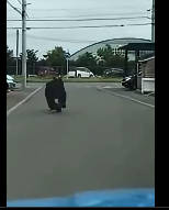 【自衛隊員にクマが襲いかかる】マスコミがスクープを撮るために熊を追い回し、興奮した熊は自衛隊基地に侵入し隊員に襲いかかる