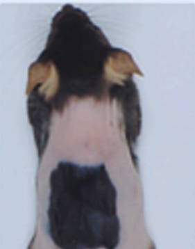 【ハゲ朗報】傷跡にやたら毛が生えてくる」仕組みを利用した発毛法を発見