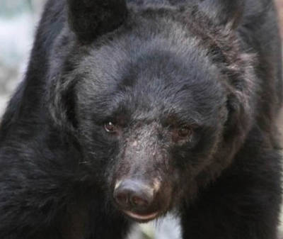 秋田で出没した人に危害を加えたクマが駆除された事例に愛護家反発　秋田県産不買運動
