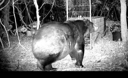 北海道 ススキノでヒグマ 🍺