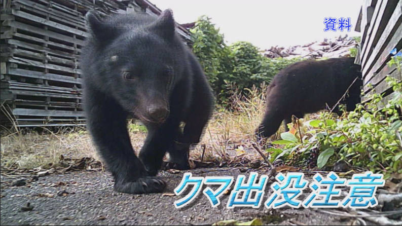 【悲報】世田谷区でクマ？！