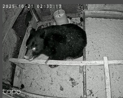 近所にクマが出たからスーパーの宅配を頼んでいる