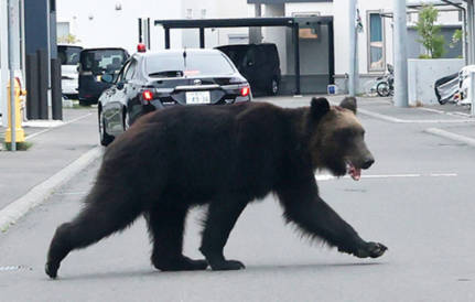 【クマ襲撃】東京23区侵入の可能性、多摩川沿いを南下するルートか　政府は自衛隊派遣を検討