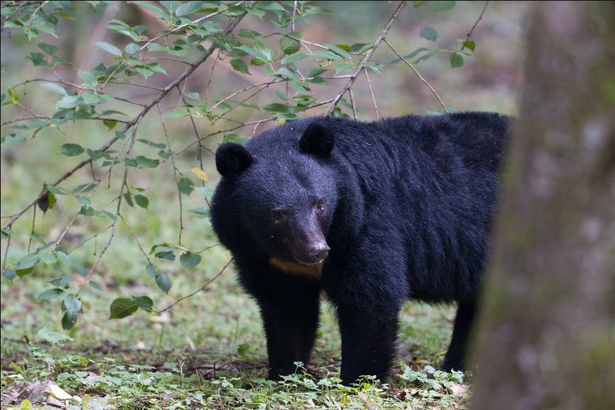 秋田市の千秋公園の2頭目のクマ、くまなわにかかり捕まる