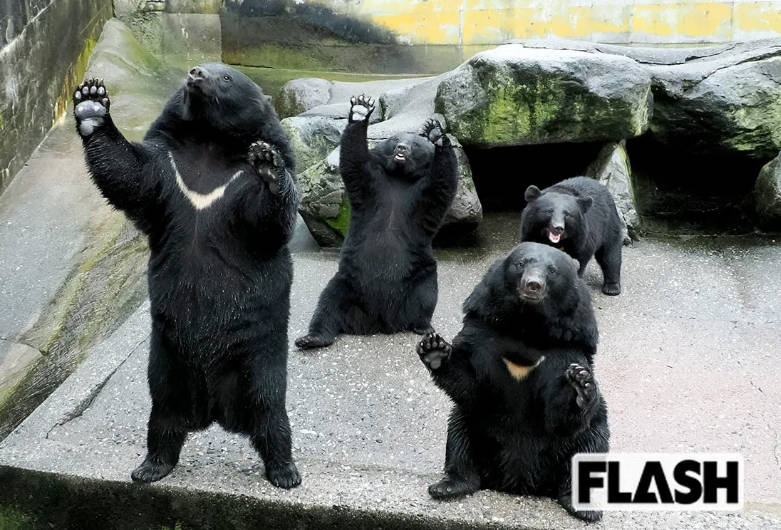 週刊誌「みてみて熊可愛いでしょ。山を荒らすのは人間のほうで、熊に罪はないのだ。（キリッ）」