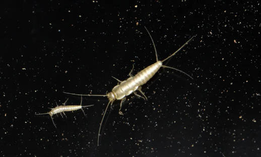 ⚞「ニュウハクシミ」📚 紙を食べる害虫 生息19都道府県に拡大　メスのみで繁殖 ⚟