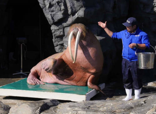 鴨川シーワールド　計量記念日の11月1日に動物達の体重計測を公開