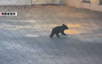 【（・(ｪ)・）】秋田高校でクマを撮影　敷地内では目撃が相次ぐ　2日　秋田