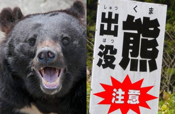 【（・(ｪ)・）】“秋田殺人グマ” 男女4人死傷　クラクション恐れず軽トラに突進し体当たり　動画有