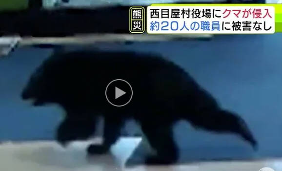村役場に子グマが突入、パニックで逃走