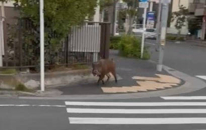 【🐗】東京都江戸川区でイノシシ目撃情報相次ぐ、小中学校や保育施設に注意喚起「見かけても近づかないで」