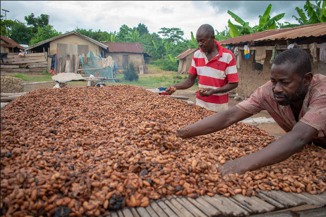 日給1500円で日本や欧米に搾取されていたガーナのカカオ農家、違法な金採掘で日給14万円に🔔
