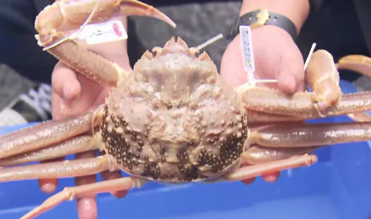 【🦀】ズワイガニにも少子化の波…漁解禁、初日の水揚げ量は「良かった」一方で“2～3年後”に対する不安の声も