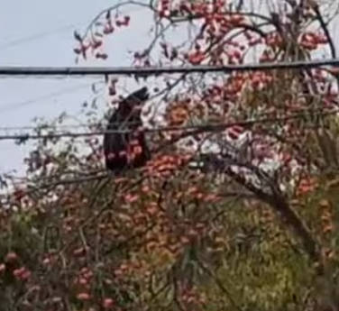 【🐻ﾓｸﾞﾓｸﾞﾀｲﾑ】民家の庭先で“柿もぐもぐ”クマが木の上にとどまる〈宮城・大崎市〉