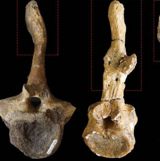 恐竜←骨折するほど激しいセッ◯◯をしていた！