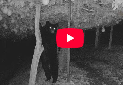 【🍐(´･(ｪ)･｀)ｳﾏｰ】山形・上山市でクマにラ・フランス2トン食べられる