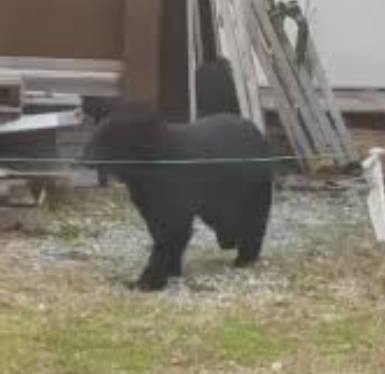 【（・(ｪ)・）】“ジビエ”は可能？クマの駆除急増で…焼却炉の処理能力超え