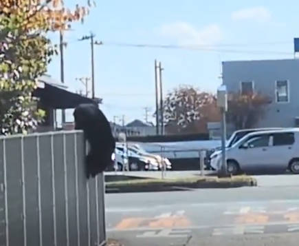 【動画】クマサン、もはや秋田市街地を普通に遊び場とするWW