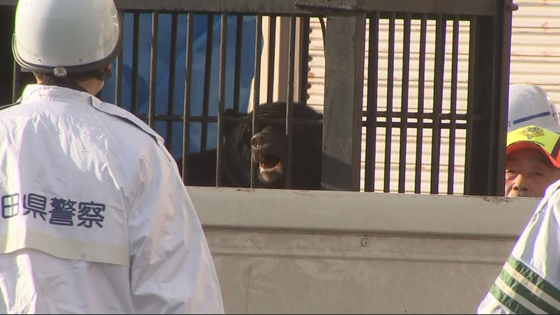 ハローワークに3頭のクマが仕事を探しに訪問、偉い👏