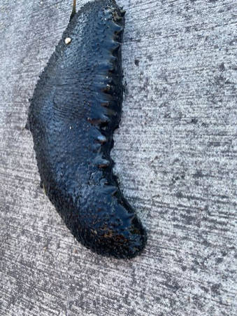 【中国】「偽ナマコ」「偽ホルモン（センマイ）」まで出回るｗｗｗ