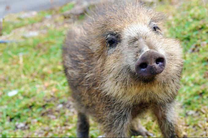 マジでイノシシは生息域広げてる。秋田県でも10年前は雄勝にしかいなかったのに秋田市にも出る