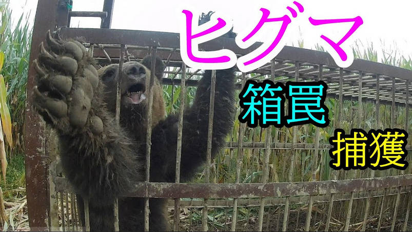 ヒグマ、箱罠を攻略、中にあったシカの死体を安全に獲得