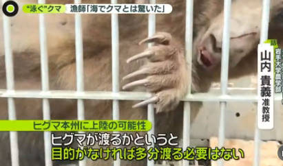 東京で一旗あげようと津軽海峡を泳いでいたヒグマ、青森まで200mのところで無念の射殺