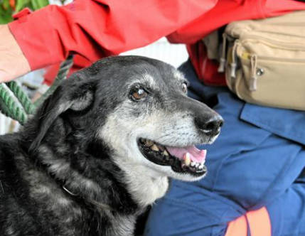 【Uo･ｪ･oU】空撮で動く黒い点「ミノかもしれない」　大分・佐賀関大火の規制線ではぐれた愛犬