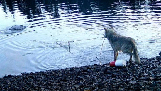 オオカミ「カニうめぇww」漁師が設置したワナからカニを横取り ～ カナダ