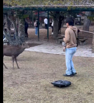 【闇深】日本語を話す謎の集団､奈良の鹿を虐待する動画を撮り､中国人の仕業だとしてネットで公開