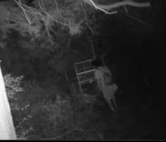 【クマ】箱罠のドアをパクるキ〇〇イ