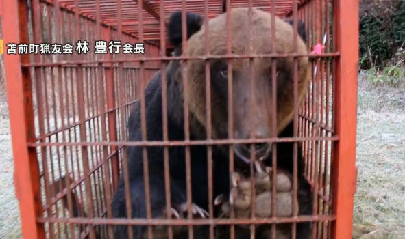 ヒグマ駆除し過ぎで火葬間に合わない。ヒグマ1体で灯油7000L消費。京アニはガソリン40Lで燃えたのに