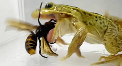 【🐸】トノサマガエルは“スズメバチに刺されながら”捕食する　神戸大が研究発表　痛みや毒が通用しない……？