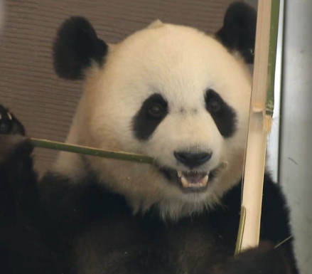 白浜町「パンダも観光客も居なくなり、もうボロボロ…（涙）」