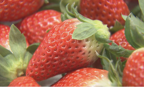 【🍓】猛暑の影響でイチゴが大きく育ちすぎ…クリスマスケーキにちょうどいいサイズが少なく「ことしのケーキ屋さんは大変困るのでは？」
