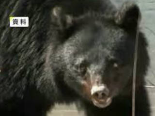 【🐂（・(ｪ)・）🐂】クマが牛舎に進入…牛のエサ食べ半日以上居座る　市が箱わなで捕獲試みる　岩手県二戸市