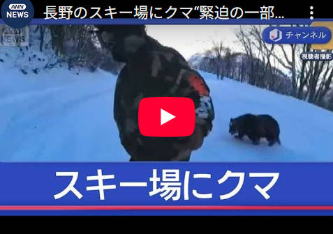 【🐻ｹﾞﾚﾝﾃﾞﾉｶﾌｪﾃﾗｽﾃﾞ♪】長野のスキー場にクマ  【ｽﾍﾞﾙｱﾅﾀﾆｸｷﾞﾂﾞｹ🐻】