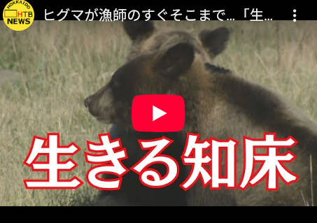 知床のヒグマ、自然破壊するだけで何も生まない観光業、経済的アヘンの被害者だった😭