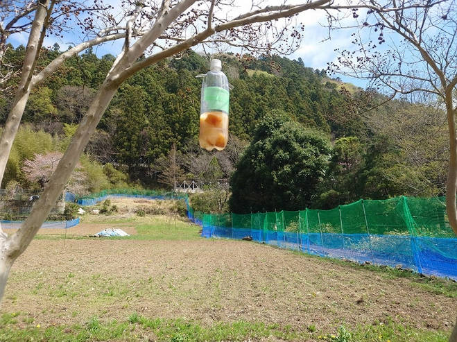群馬県民はスズメバチが大好物、なぜ強力な毒針が平気なのか、神戸大が謎解明