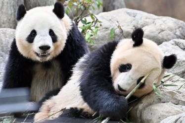 日本人、上野のパンダが見たすぎて平日なのに殺到www今後は事前予約で抽選に