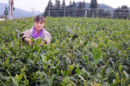「🇯🇵日本でも味わってほしい」🇨🇳中国で急拡大する抹茶の生産