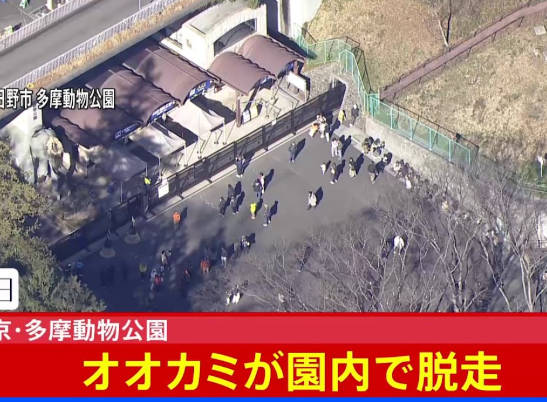 【速報】東京都心で動物園のオオカミが脱走、今すぐ安全な場所に避難を