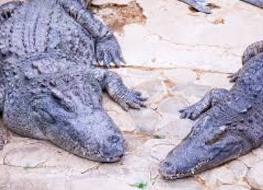 【🍌🐊】「熱川バナナワニ園」でも年末の大掃除、１００匹のワニをデッキブラシでゴシゴシ…１年の汚れ落とす　静岡