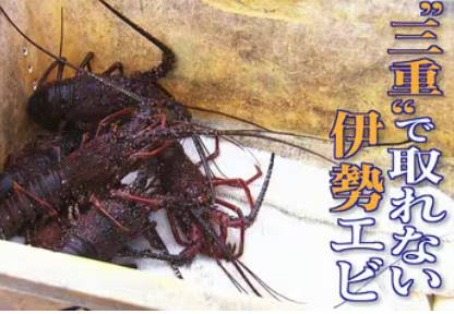 【三重】伊勢エビの生態脅かす「磯焼け」防げ…「毒魚」でも下処理でおいしいアイゴを食べて協力