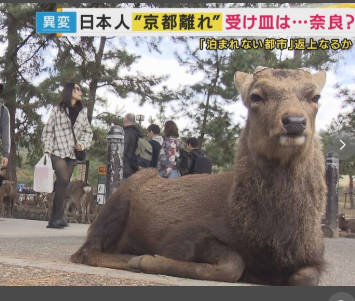 京都の外国人観光客増加で物価高。日本人観光客行かず。奈良に集中　「奈良は19時になると人が消える」