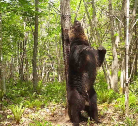 "OSO18"級の大型個体か？元日からヒグマとみられる足跡発見　長さ30cm幅20cmの足跡