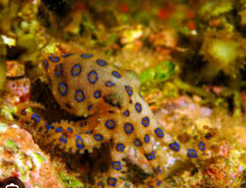 ヒョウモンダコをいじるイギリス人、動画のコメント欄で「危ないぞ！」と言う書き込みを見て後にチビる