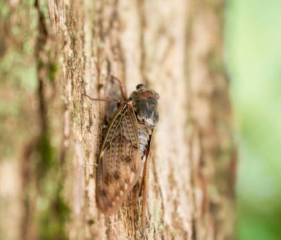 【トップ3】「昭和の方がよかったこと」ランキング、"暑すぎない夏"よりも「世間が明るかった」納得理由は